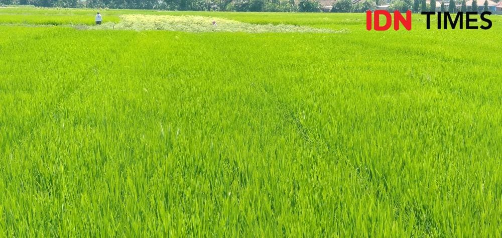 Tanaman padi. IDN Times/Daruwaskita