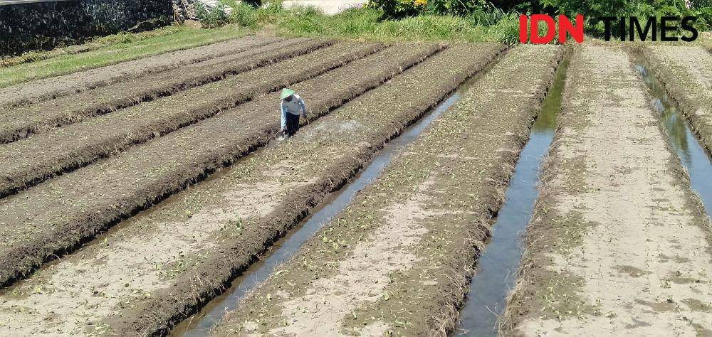 Seorang petani sedang menanam bibit sayur selada. IDN Times/Daruwaskita