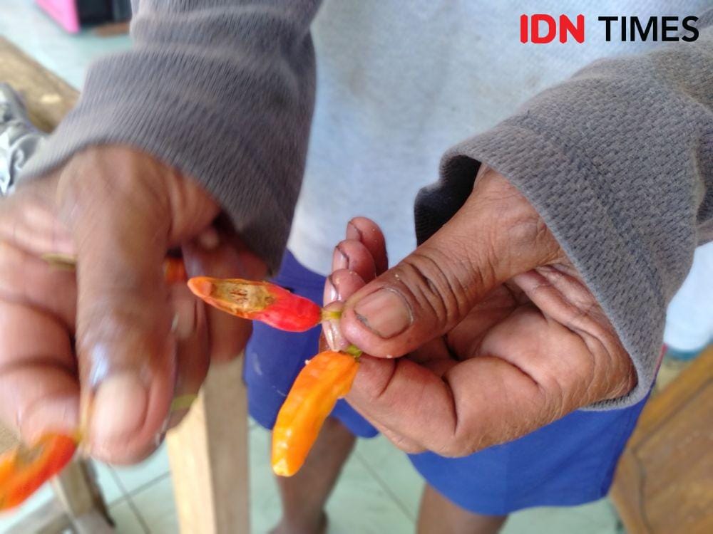 Cabai yang diserang hama keket. IDN Times/Daruwaskita