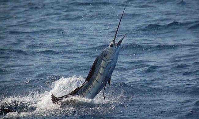 Ikan marlin yang fisiknya mirip dengan ikan sori. (kkp.go.id)