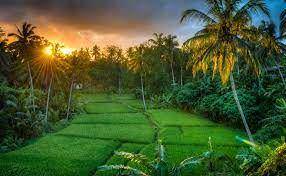 sawah
