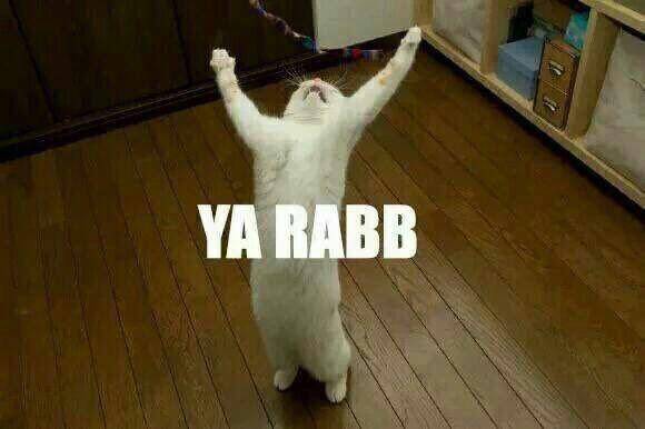 kucing101LOL