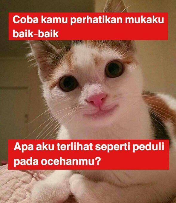 kucing101LOL