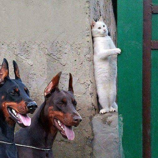 kucing