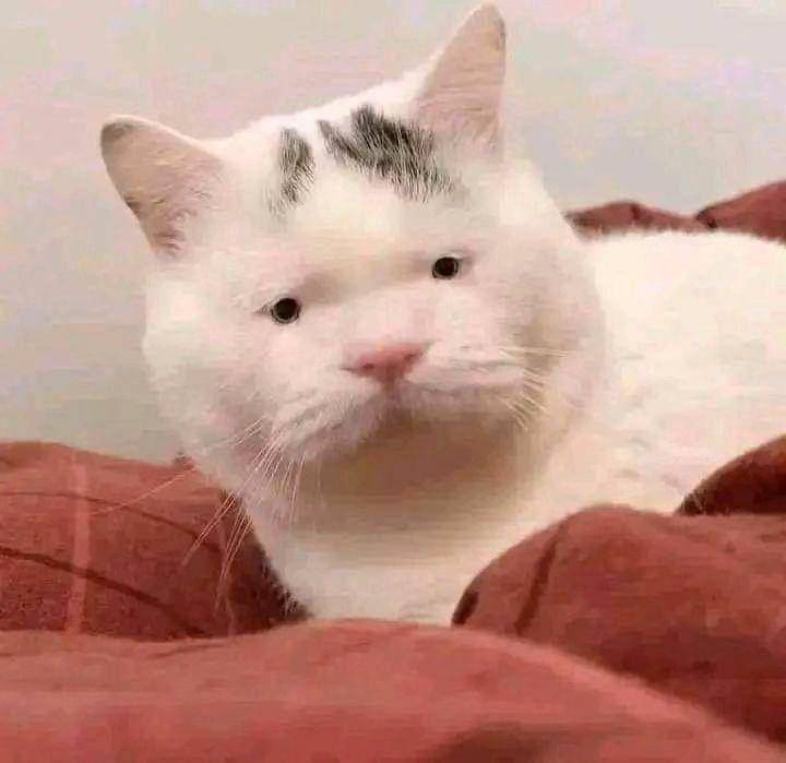 kucing101LOL