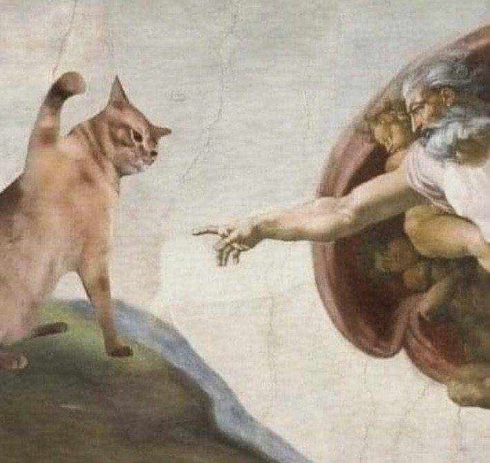 cat
