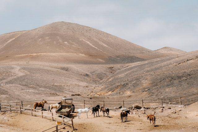 gurun sahara
