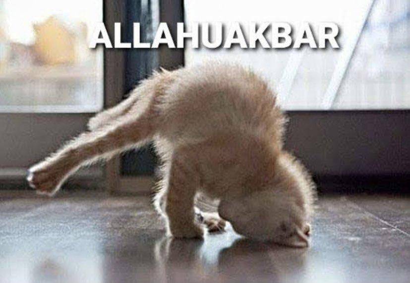 kucing