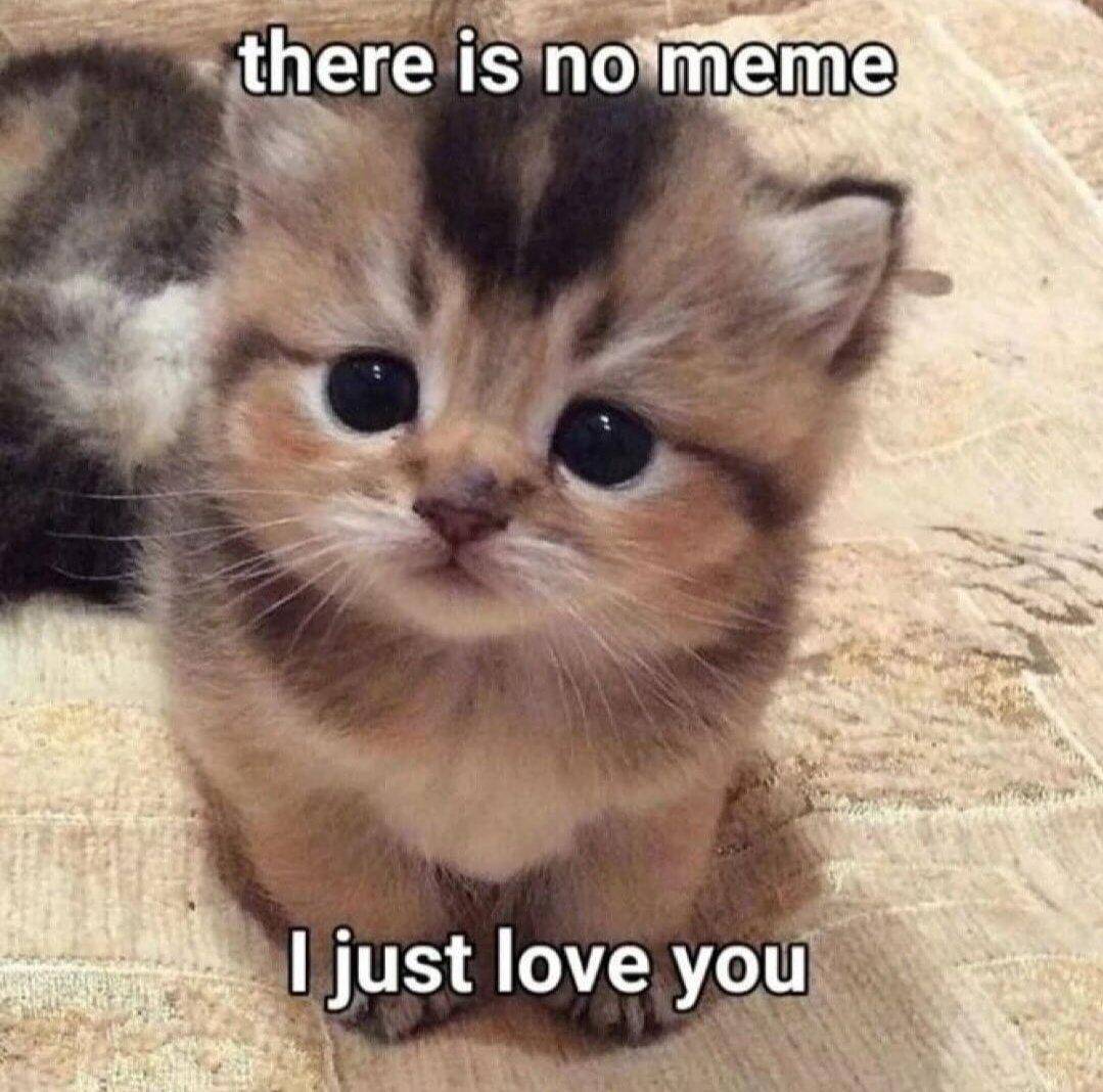 kucing
