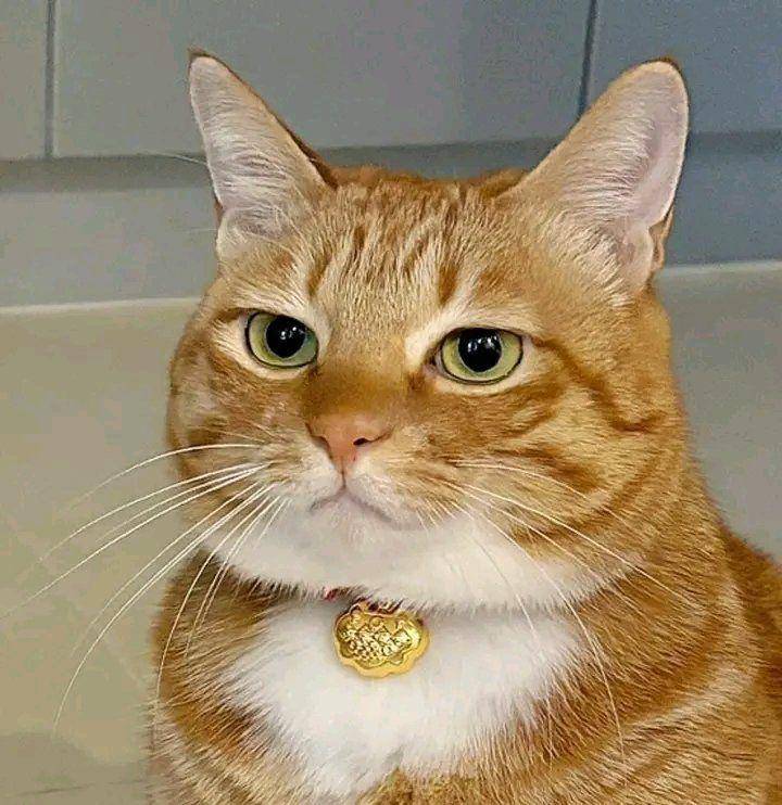 kucing