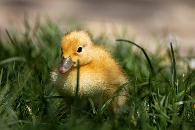 Duck, Ducklings, Bird image