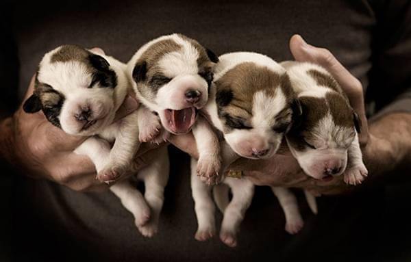 http://cdn.idntimes.com/content-images/post/old/3fe1f-8_Puppies.jpg