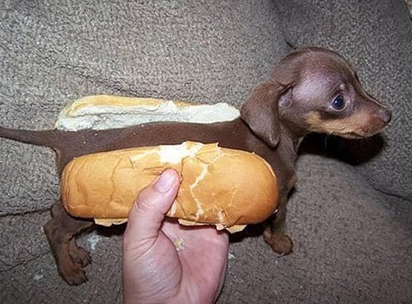 http://cdn.idntimes.com/content-images/post/old/74a64-10_HotDog.jpg