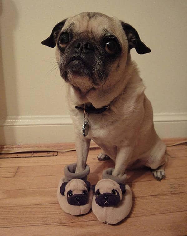 http://cdn.idntimes.com/content-images/post/old/db990-7_PugsonPugs.jpg