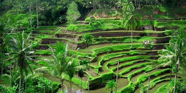 http://cdn.idntimes.com/content-images/post/old/e83ee-ubud-rice-field---ubudresorttakeover.com.jpg