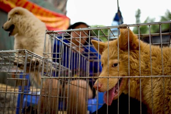 https://cdn.idntimes.com/content-images/post/20170416/01-dog-meat-taiwanadapt5901-3e7e0aebe9a542cb3af0e3906a8a6755.jpg