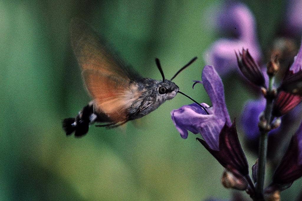 https://cdn.idntimes.com/content-images/post/20161206/1024px-hummingbird-hawk-moth-on-sage-af4edf27f2a023403faabc7b09e425fa.jpg