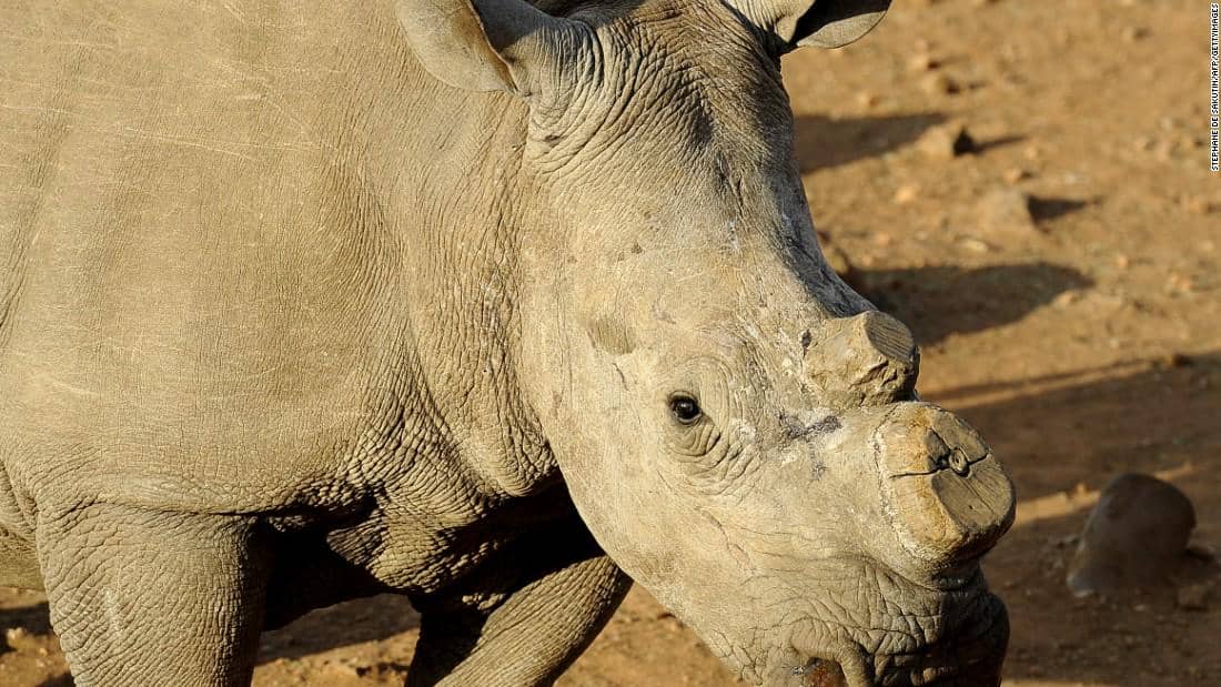 https://cdn.idntimes.com/content-images/post/20161216/150520171032-rhino-horn-02-super-169-b7d8ded68895b73676cd772d6ef25f32.jpeg