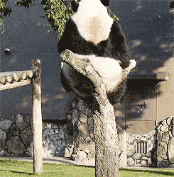 http://cdn.idntimes.com/content-images/post/20160414/16a6ae7059189427046eaea490eec691-pandas-adorably-giant-butt-breaks-tree-branch-4380fb985b005e691622988d2bcce733.gif
