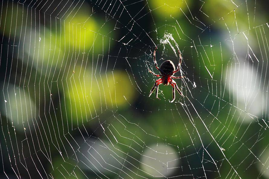https://cdn.idntimes.com/content-images/post/20161021/20110328193629-garden-orb-weaving-spider-0d38e5b7263c54dcc9f2194bbbf6858b.jpg