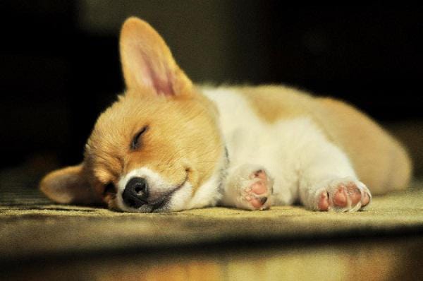 http://cdn.idntimes.com/content-images/post/old/217d2-corgi_fineartamerica.jpg