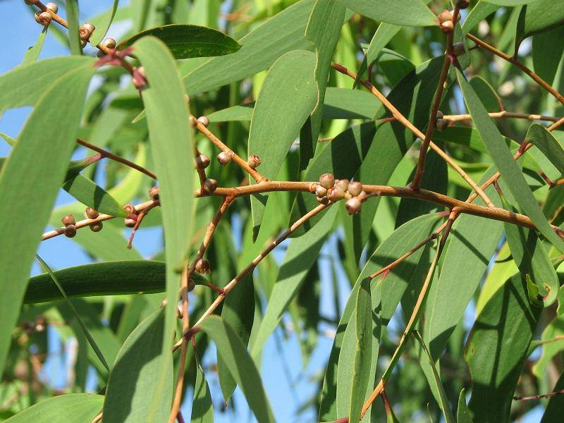 https://cdn.idntimes.com/content-images/post/20170224/25-leaves-of-eucalyptus-tree-18b33697218b071cffcc99c8bd06ccb4.jpg