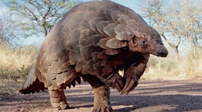 http://cdn.idntimes.com/content-images/post/20150831/2anteaterarmadillo-buzz.jpg