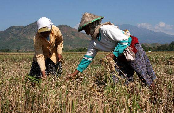 http://cdn.idntimes.com/content-images/post/20151209/3-agriculturelifestylecom-85dd826ccbc0c3c51a8f0a70fb9de386.jpg