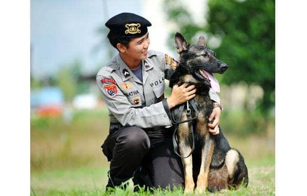 http://cdn.idntimes.com/content-images/post/old/4a945-Anjing3_antaranewscom.jpg