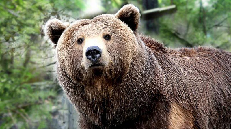 https://cdn.idntimes.com/content-images/post/20170517/5041526-7374741911-grizzl-b75f4c3cb1f65f64ca1013fed062e210.jpeg