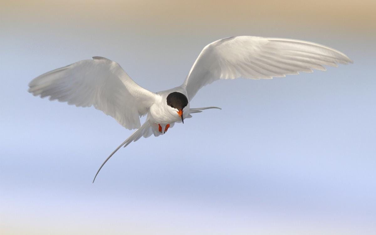 https://cdn.idntimes.com/content-images/post/20161122/6991502-seabird-arctic-tern-bird-199d3d7d3c7b459c5bcf11903bbdb257.jpg