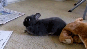 http://cdn.idntimes.com/content-images/post/old/6d059-6b_giphy.gif