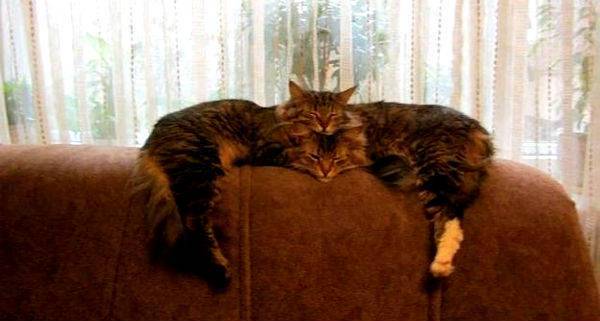 http://cdn.idntimes.com/content-images/post/old/6fb59-2headedcats_earthporm.jpg