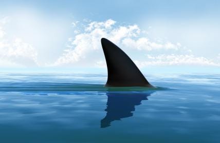 http://cdn.idntimes.com/content-images/post/old/6fdac-shark-fin.jpg