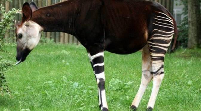 http://cdn.idntimes.com/content-images/post/20150831/6jerapahzebra-buzz.jpg