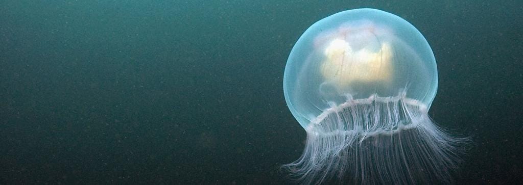 http://cdn.idntimes.com/content-images/post/old/7a0de-jellyfish_0.jpg
