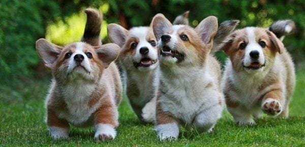 http://cdn.idntimes.com/content-images/post/old/7ed72-corgi_barkpost.jpg