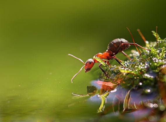http://cdn.idntimes.com/content-images/post/20160114/7macro-355f3a679be21d2bc4ae45528bae1b64.jpg