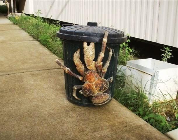 http://cdn.idntimes.com/content-images/post/20160729/8-coconut-crab-610x480-20cc1a607b6a944e360111d3bf9f8ebf.jpg