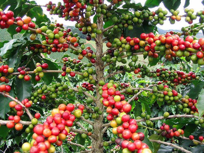 https://cdn.idntimes.com/content-images/post/20170223/800px-fruitcolors-a072d8d9ae5091cb6600c8ca10ffaa69.jpg