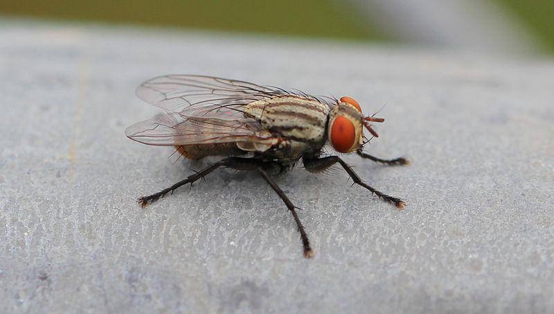 https://cdn.idntimes.com/content-images/post/20161208/800px-house-fly-fd64e8ea1a59c3f77a8fc2172f91288d.jpg