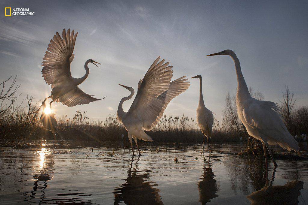 https://cdn.idntimes.com/content-images/post/20161220/action-third-place-great-egrets-take-flight-5c38bc1c47754488e3b5da619f79cafd.jpg