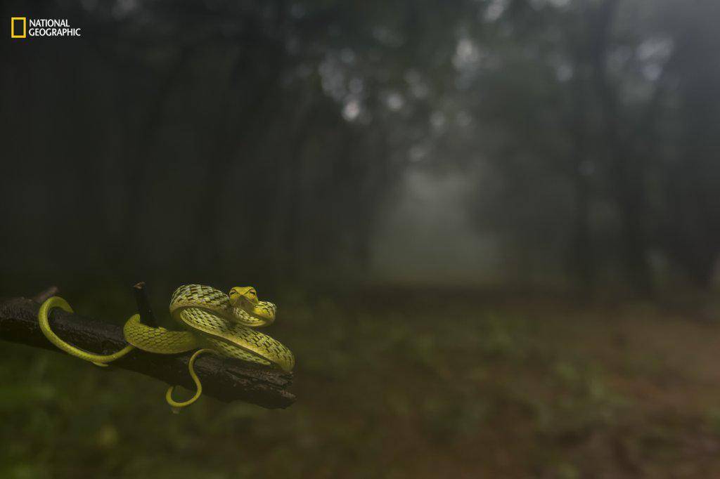 https://cdn.idntimes.com/content-images/post/20161220/animal-portraits-first-place-dragging-you-deep-woods-9e91c6db974091f105683f9807f28418.jpg