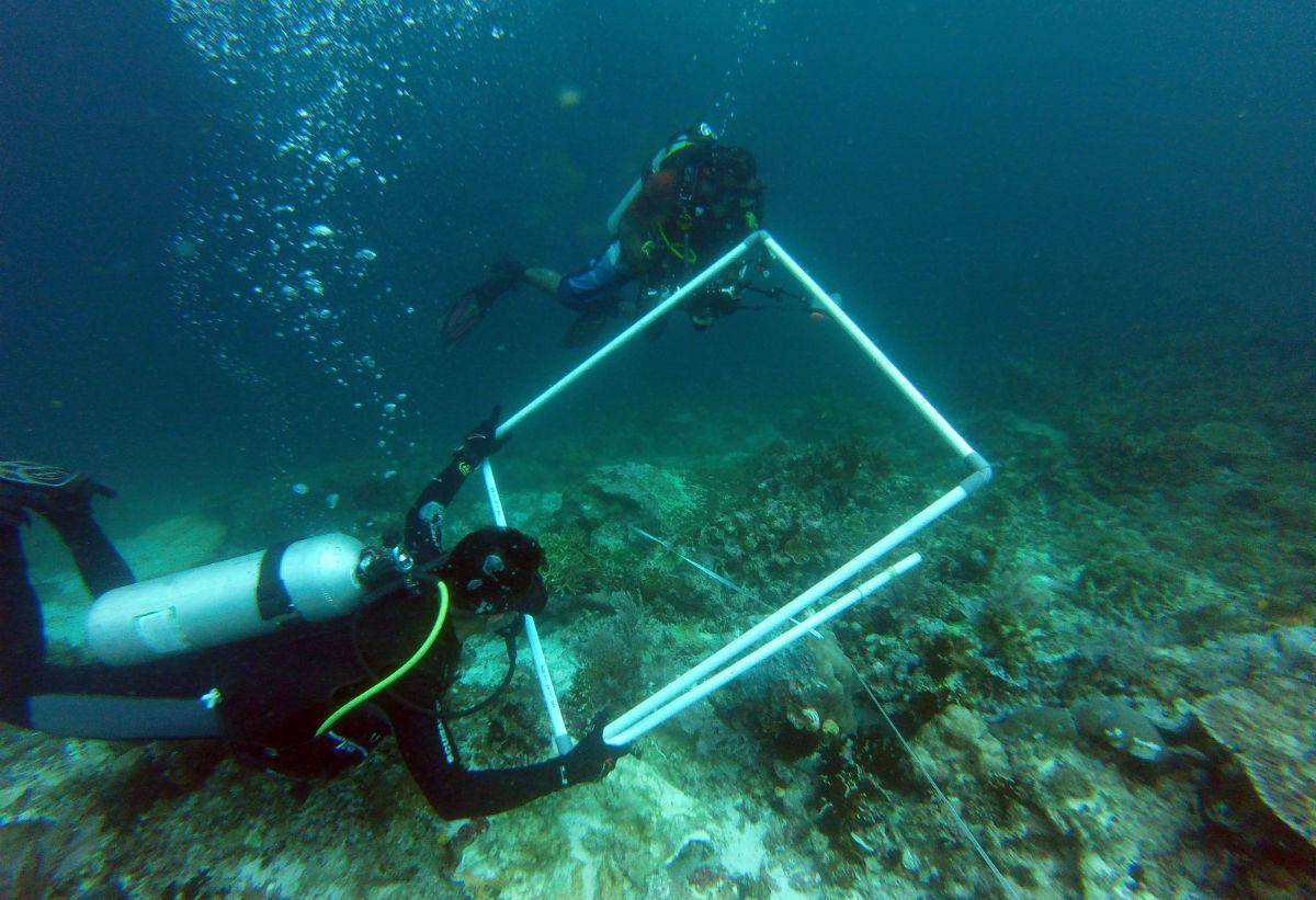 https://cdn.idntimes.com/content-images/post/20170317/antarafoto-kerusakan-terumbu-raja-ampat-140317-ho-2-aa8b8bcafa1de1d3103800eea02c4cc5.jpg