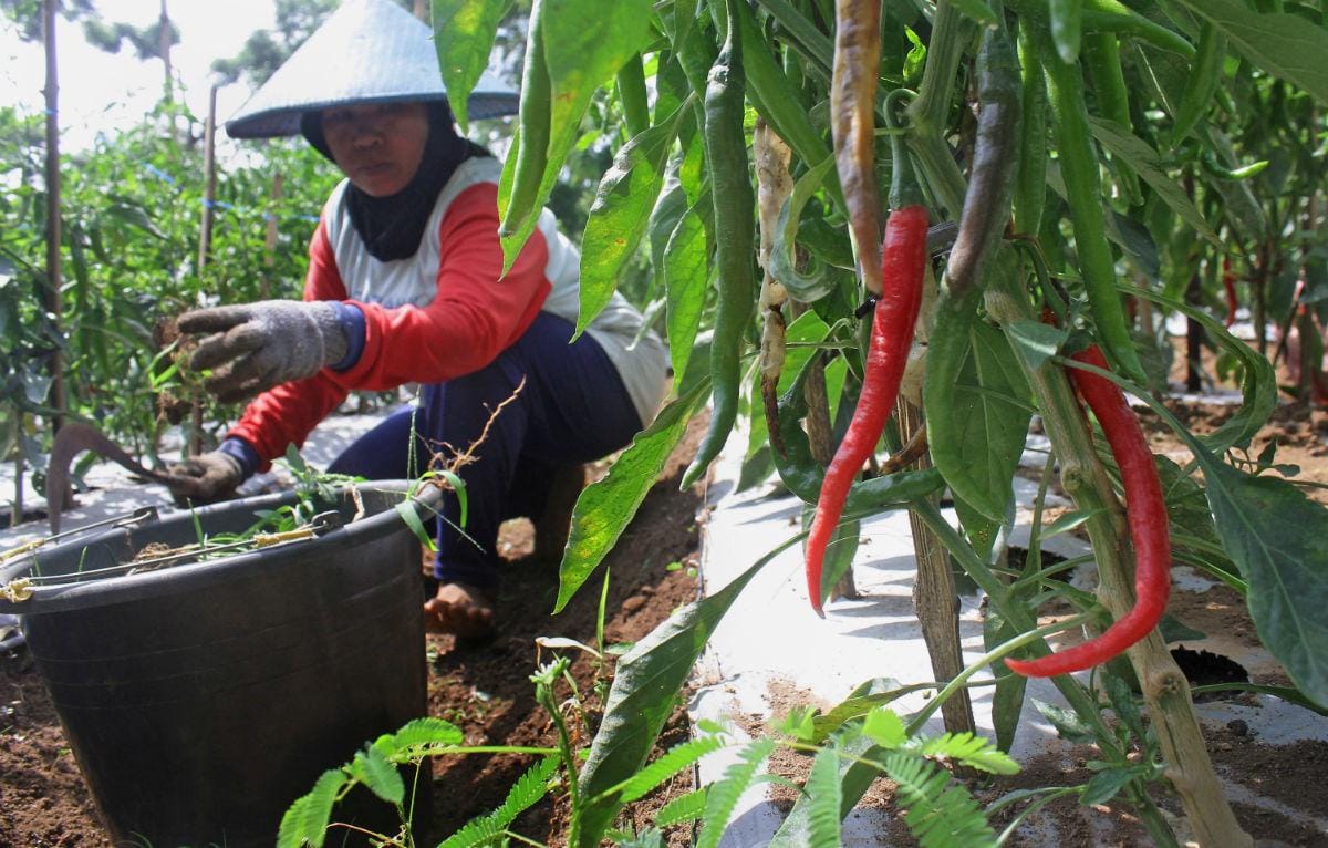 https://cdn.idntimes.com/content-images/post/20161115/antarafoto-produksi-cabai-turun-041116-abs-0542f57f2a686f0347ede21876a08726.jpg