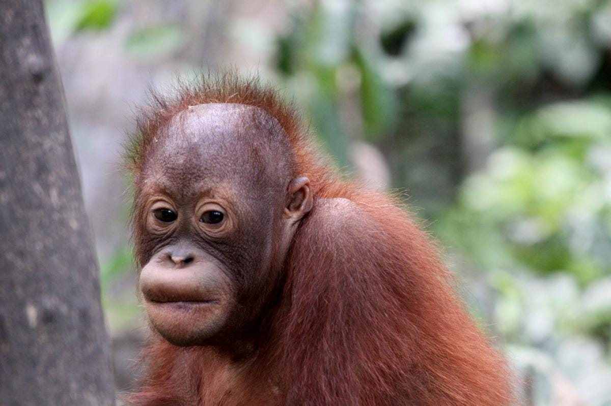 https://cdn.idntimes.com/content-images/post/20170119/baby-orangutan-in-wild-5499290f37ee19a60c81e0aae5b4d9ee.jpg