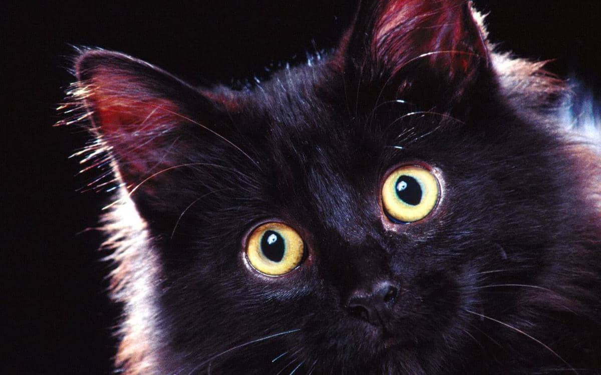 https://cdn.idntimes.com/content-images/post/20161214/beautiful-black-cat-3-cats-16155539-1280-800-6af2be1fd5f6f1259f8e7da1df81bfac.jpg