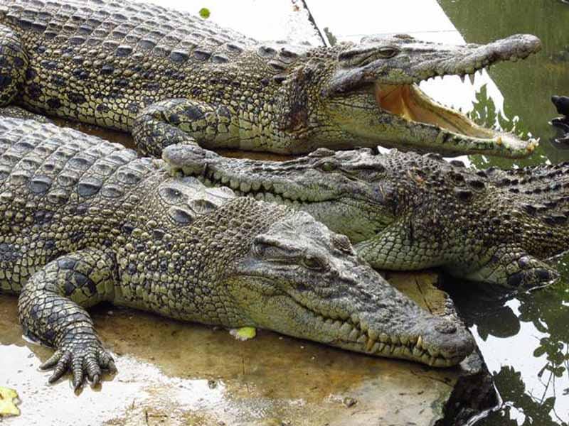 http://cdn.idntimes.com/content-images/post/20160625/buaya-8c94c7b5ba8dbbef971e9a59c82cb1d6.jpg