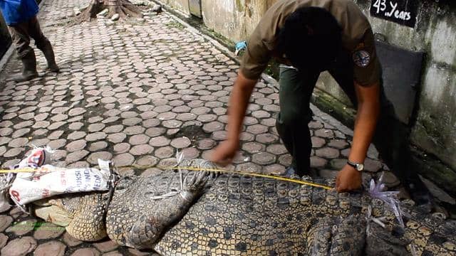 https://cdn.idntimes.com/content-images/post/20161021/buaya-muara5-herbert-aritonang-kasi-wil-ii-stabat-mengukur-panjang-buaya-muara-hasil-sitaan-dari-seeorang-warga-binjai-ayat-s-karokaro-7a6d1c5c49d9d4fc3fab283d05fdd9d6.jpg