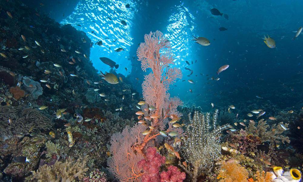https://cdn.idntimes.com/content-images/post/20170316/c-robert-delfs-wwf-canon-2ac186d124b993eaef8ef2a6ec4d774e.jpg